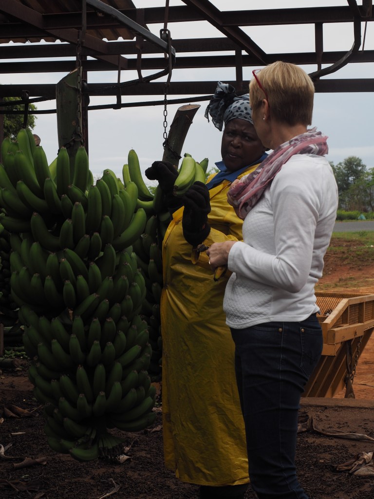 Mama weiss alles über Bananen, ist selber schon ganz gelb.