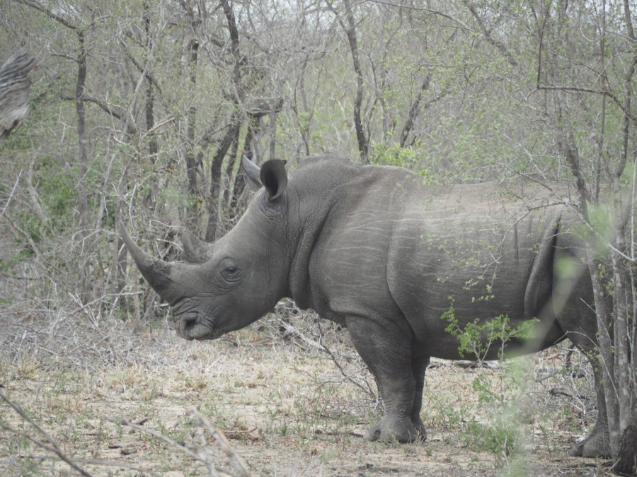 Unser erstes Nashorn